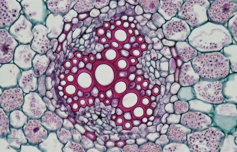 Effektive Mikroorganismen: Zufall oder Schlüsselerlebnis?